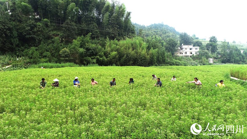 8月，古藺縣黃荊鎮(zhèn)香楠村，村民正在采摘趕黃草。張磊攝