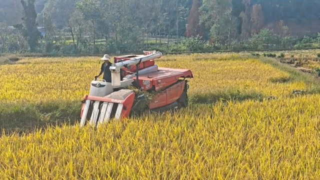 農(nóng)機手駕駛收割機在試驗田收割水稻。李達供圖