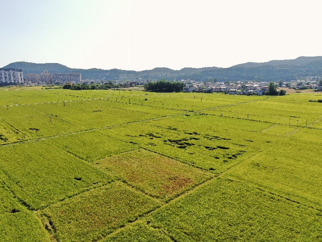 四川武引灌區(qū)“豐”景如畫(huà)。四川省武都引水工程運(yùn)管中心供圖