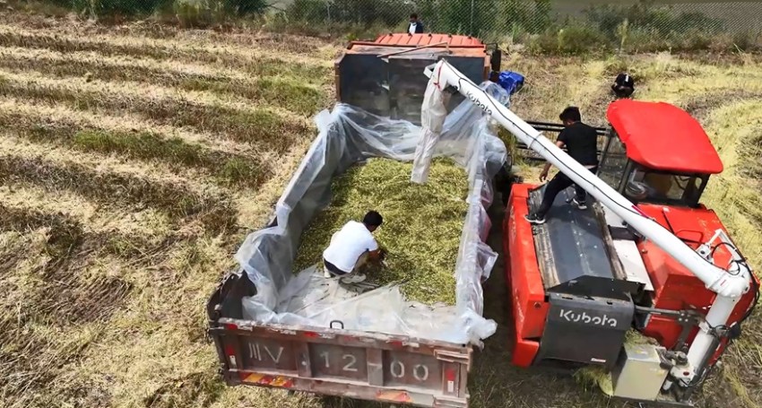 收割的油菜正在裝車。新龍縣委宣傳部供圖