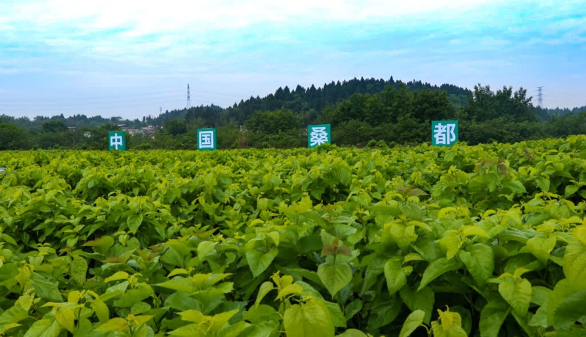 樂至現(xiàn)代蠶桑產(chǎn)業(yè)園。姚陽(yáng)攝