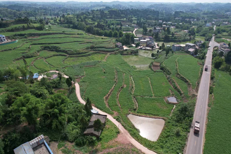 蓬南鎮(zhèn)三臺村川白芷種植基地。受訪者供圖