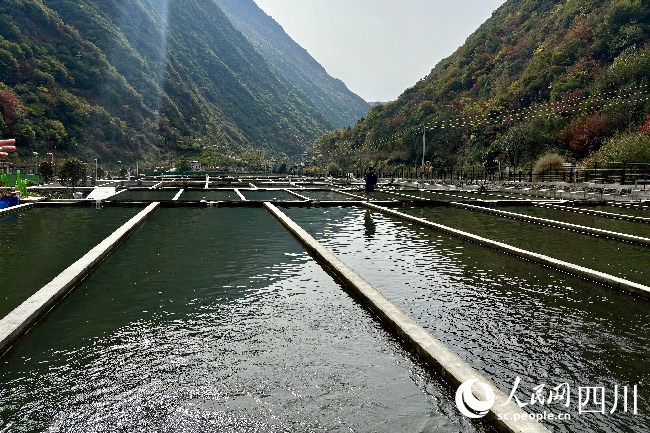 高原特色冷水魚產(chǎn)業(yè)基地。人民網(wǎng)記者 朱虹攝